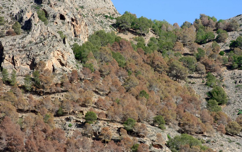 Pinos afectados por Tomicus piniperda